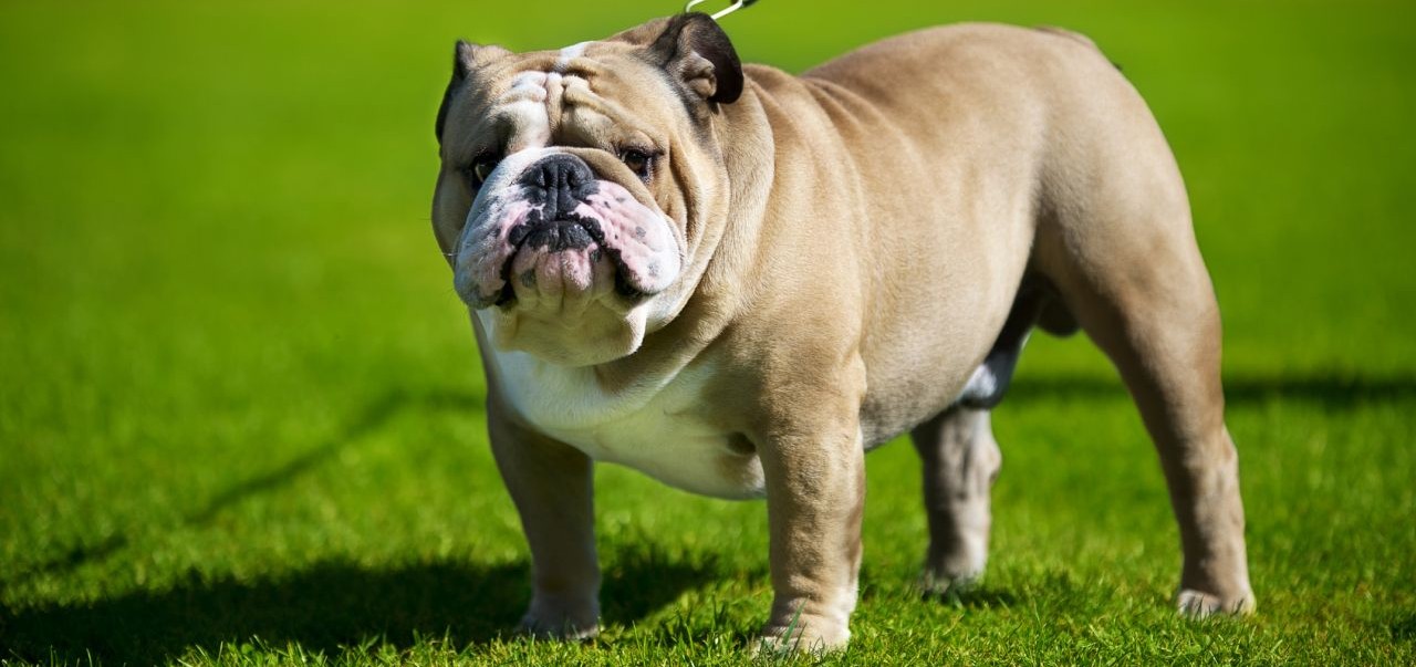 Первый слайд